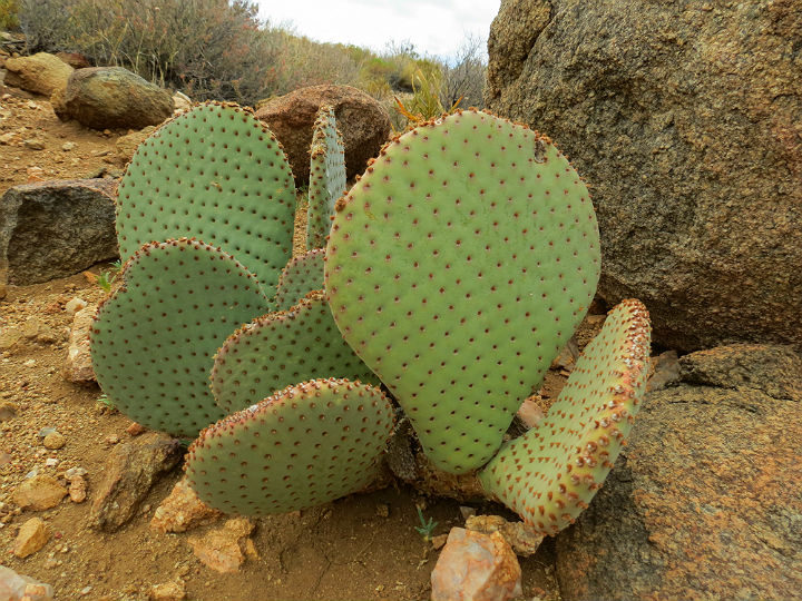 Beavertail Cactus